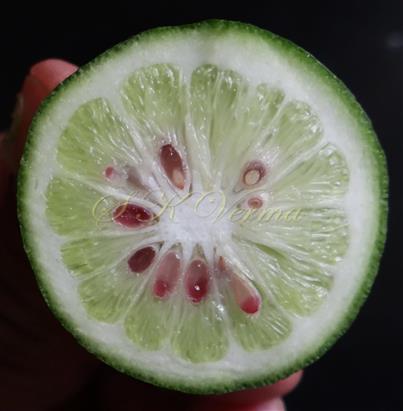  Fruit T.S.